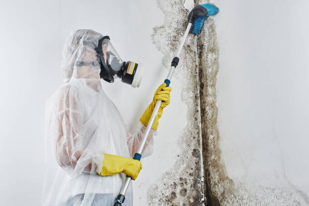 Best Mold Testing  in Shannon, MS