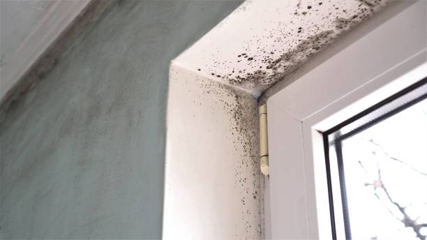 Best Commercial Mold Removal  in Shannon, MS