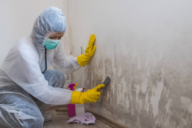 Best Mold Testing  in Shannon, MS