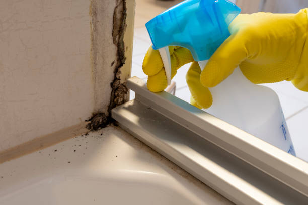 Best Toxic Mold Removal  in Shannon, MS