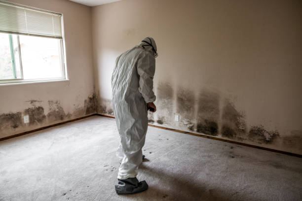 Best Attic Mold Removal  in Shannon, MS