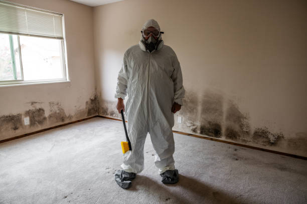 Best Certified Mold Removal  in Shannon, MS