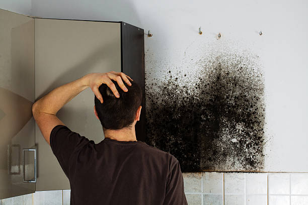 Best Same-Day Mold Removal  in Shannon, MS