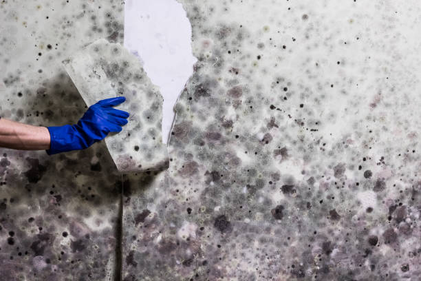 Best Residential Mold Removal  in Shannon, MS